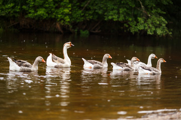 Domestic geese near a farm pond