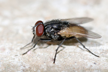 Housefly Macro