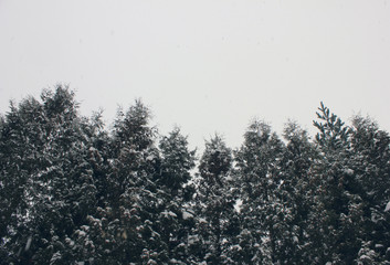 Winter Forest Trees Nature Landscape against Empty Sky Background. Scenic Outdoor Park with Spruce Tree, Vintage Style Low Angle Image. Retro Mist Woods Themed Wallpaper with Blank Copy Space.