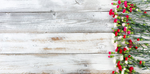 Colorful carnation flowers forming right border on white weathered wooden boards