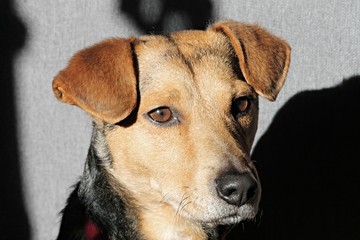 brauner Mischlingshund im Portrait