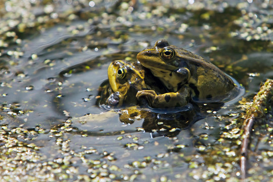 loving frogs in the pond