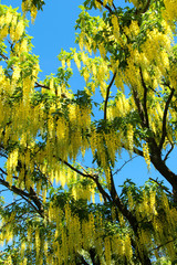 Yellow Laburnum flowers aganist a clear blue sky