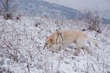 Labrador in snow