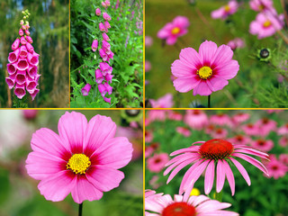 Rosa Blüten