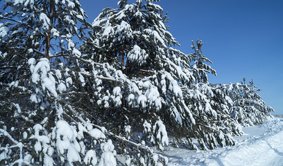 Landscape in winter wood