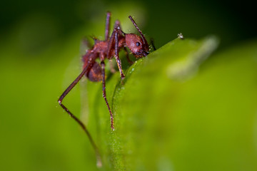 Leaf cutter ants