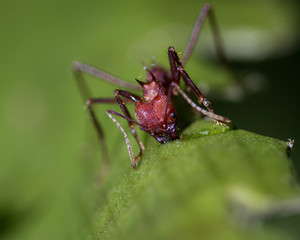 Leaf cutter ants