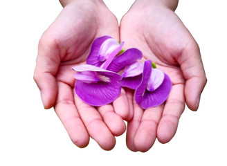 Love concept. A small hand of a child is holding four purple flower for you. Isolated on white background, clipping path, selective focus and copy space.