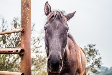portrait of browm horse standing near a fence in the meadow, trees and sky on the background
