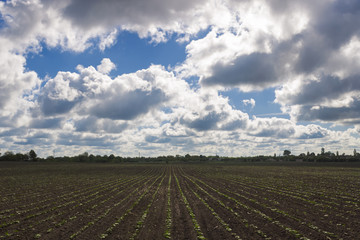 Fototapeta na wymiar Agricultural field with shoots in the background of a cloudy sky