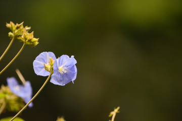 Blue flower ingarden