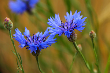 Fresh cornflowers background with corn