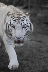 Fototapeta na wymiar White Tiger Variation3