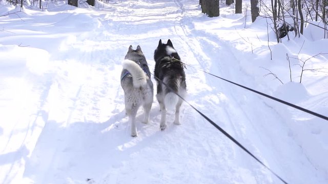 two dogs of Siberian husky on leash in the forest