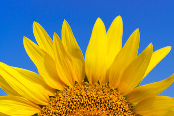 Obraz premium Close-up of Beautiful sunflower blossom on blue sky