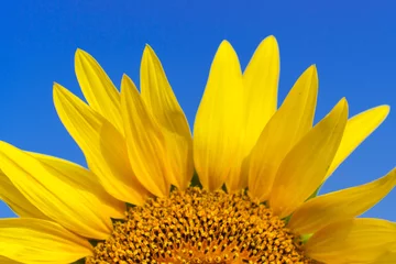 Poster de jardin Tournesol Close-up of Beautiful sunflower blossom on blue sky