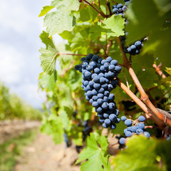 Naklejka premium Vigne et grappes de raisin en France
