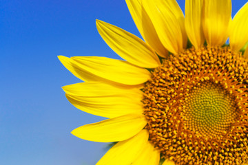 Close-up of Beautiful sunflower blossom on blue sky