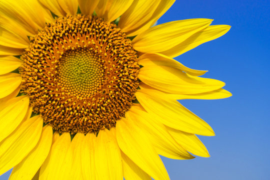 Close-up of Beautiful sunflower blossom on blue sky
