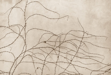 Branches of wild autumn grapes without leaves, woven on the grey concrete wall with cracks background