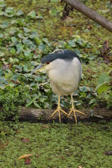 Black-crowned Night-Heron