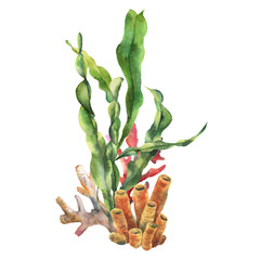 Watercolor coral reef composition with laminaria leaves. Hand painted underwater illustration with coral reef, starfish and shell isolated on white background. Nautical illustration for design. © yuliya_derbisheva