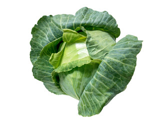 Photo of the cabbage isolated on white
