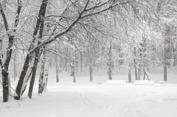 Fototapeta premium Winter landscape with a park