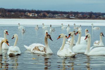 lot of swans on the lake
