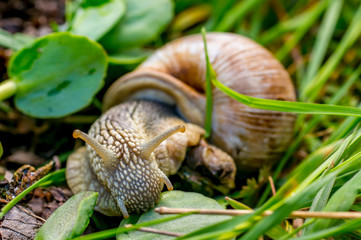 Frueh Jahr Wein Lenz Berg Schnecke