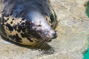 Grey Seal, Halichoerus grypus, detail portrait