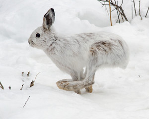 Snowshoe hare running