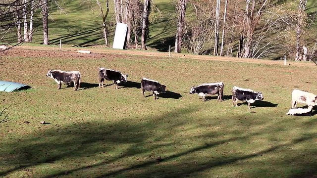 Vaches noires et blanches