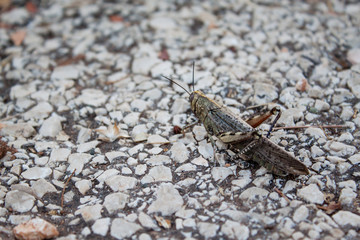 Beautiful shot of big Grasshopper