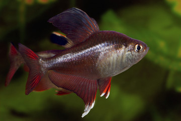 Obraz premium Sichelsalmler (Hyphessobrycon robertsi)