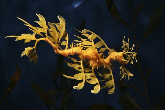 Gro&szlig;e Fetzenfisch (Phycodurus eques)