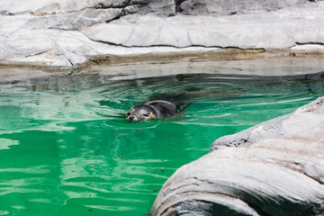 Grey Seal, Halichoerus grypus, detail portrait