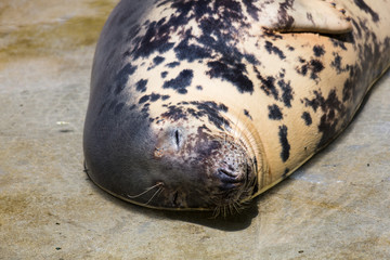 Grey Seal, Halichoerus grypus, detail portrait