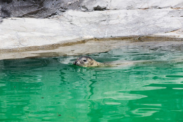 Obraz premium Grey Seal, Halichoerus grypus, detail portrait