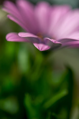 Fototapeta premium Close up of pink African daisy, Osteospermum, flower