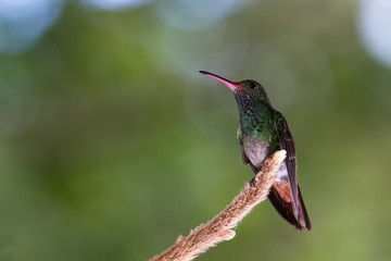 rufous-tailed hummingbird - Amazilia tzacatl