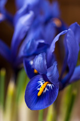 Close up of blue iris flower