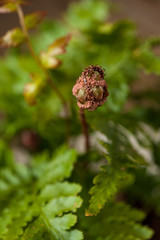 Close up macro of spores of fern unfurling of Japanese wood fern or Autumn fern or copper shield fern, Dryopteris erythrosora