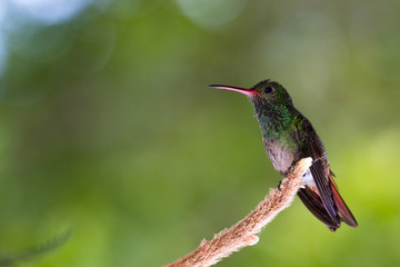 rufous-tailed hummingbird - Amazilia tzacatl