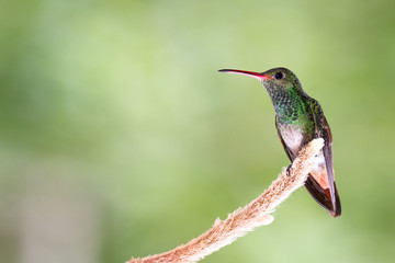 rufous-tailed hummingbird - Amazilia tzacatl