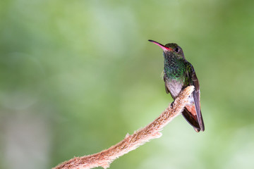 rufous-tailed hummingbird - Amazilia tzacatl