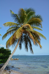Fototapeta na wymiar Un palmier en Martinique