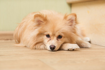 dog of German Spitz breed lies on the floor