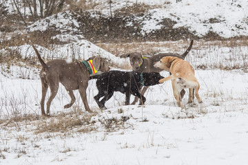 Fototapeta na wymiar Gruppe von Jagdhunden im Schnee